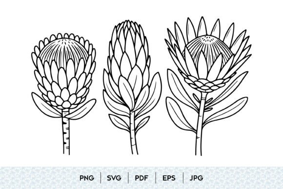 Protea Flower Line Art SVG Graphics